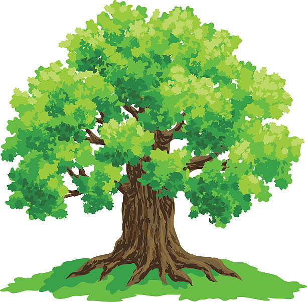 ilustrações, clipart, desenhos animados e ícones de desenho vetorial de carvalho - oak tree