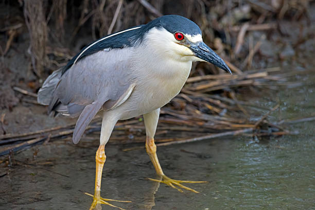 Black-crowned Night Heron Black-crowned Night Heron black crowned night heron nycticorax nycticorax stock pictures, royalty-free photos & images