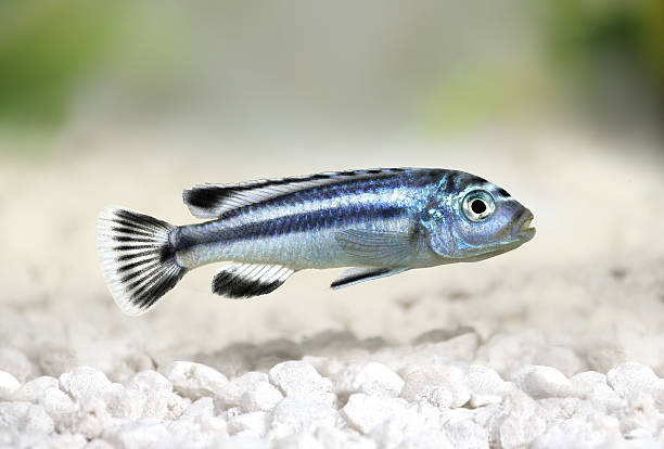 bluegray mbuna malawi ciclide melanochromis johannii pesce d'acquario johanni - brooder foto e immagini stock