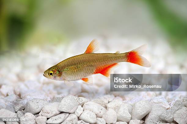 Swarm Of Bloodfin Tetra Aphyocharax Anisitsi Tropical Aquarium Fish Stock Photo - Download Image Now