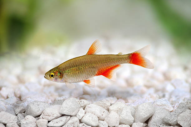 rój bloodfin tetra aphyocharax anisitsi tropikalny akwarium ryby - tetra fish zdjęcia i obrazy z banku zdjęć