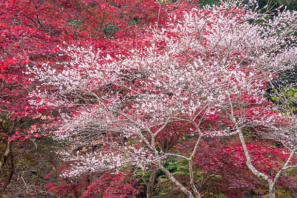 istock Shikizakura blossom and maple leaves in Autumn 542181434