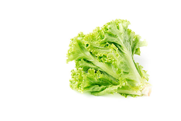 istock Fresh lettuce, organic plant 542182022