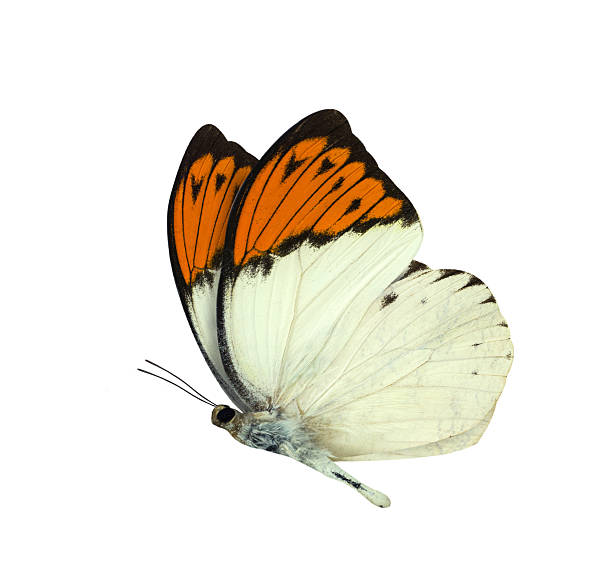 istock Great Orange Tip butterfly isolated on white 542182878