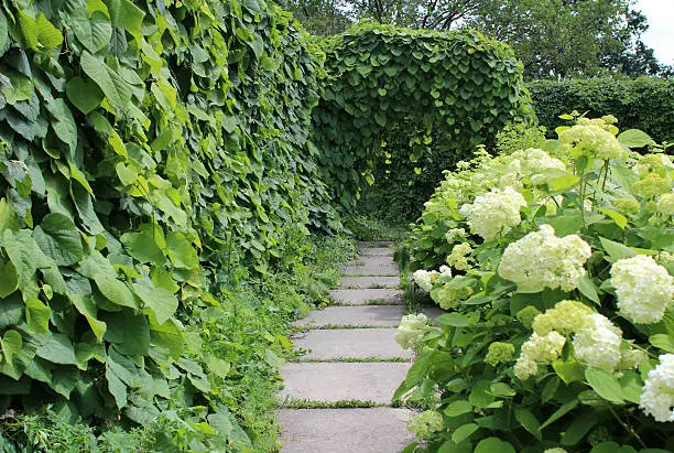 Path between Aristolochia macrophylla or Dutchman’s pipe  on support and hydrangea bushes in the summer garden