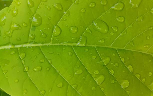 istock Water drops on green leaves 542185754