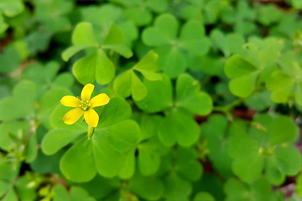 istock Beautiful  yellow flower on green leaf background 542185906