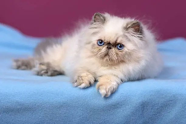 Photo of Cute blue-cream colorpoint persian kitten on a blue bedspread