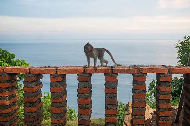 Little baby-monkey in Uluwatu, Bali, Indonesia