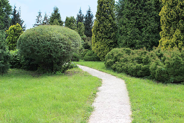 istock Beautiful  garden with  lawn, conifers and willow 542187492