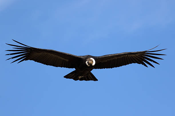 Andean Condor Andean Condor in flight condor stock pictures, royalty-free photos & images