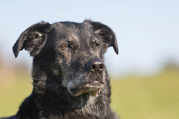 labrador  - black labrador black dog retriever zdjęcia i obrazy z banku zdjęć
