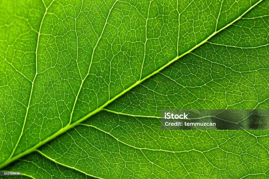 Leaf Close-up of a leaf. Leaf Stock Photo