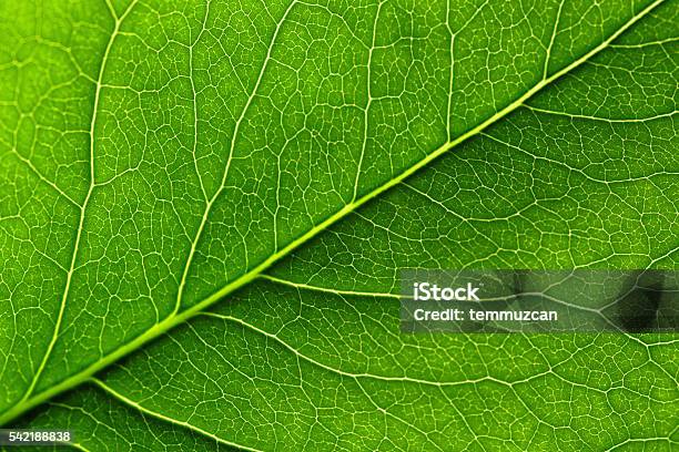 Leaf Stock Photo - Download Image Now - Leaf, Close-up, Textured