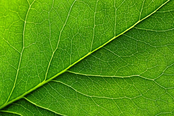 Close-up of a leaf.