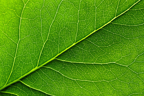 folha de - leaf vein leaf abstract macro - fotografias e filmes do acervo