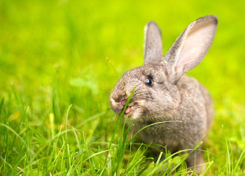 Beautiful young small rabbit on the green grass  in summer day. Gray bunny rabbit  on grass background. Rabbit eats grass
