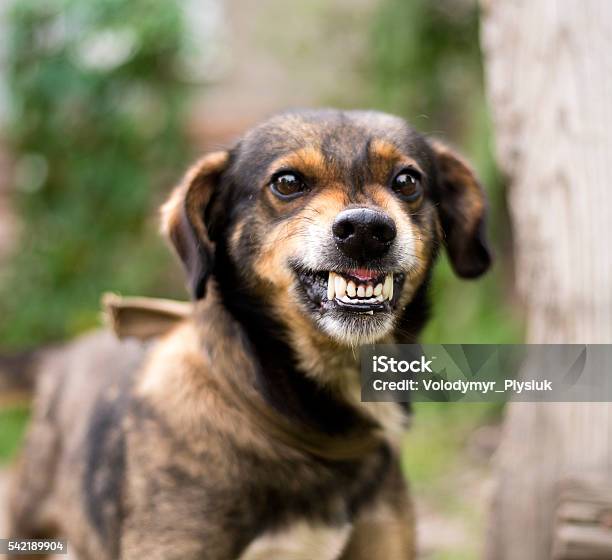 Aggressive Angry Dog Stock Photo - Download Image Now - Dog, Anger, Displeased