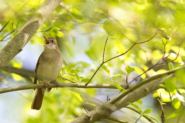 Common Nightingale perched in a tree singing loud. Common Nightingale perched in a tree singing loud. Seeing a couple of branches with the nightingale perched on a branche seeing in the background sky and light coloured green leafs. The nightingale is perched on the left singing in to the left side. nightingale stock pictures, royalty-free photos & images