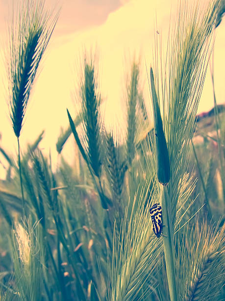 butterfly and wild barley - wild barley imagens e fotografias de stock