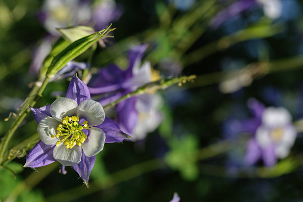 Aquilegia azul - foto de acervo