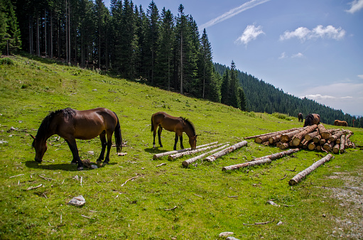 Wild Horse Herd in Eynif plain Akseki