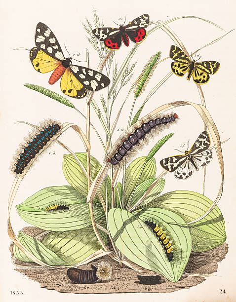 tiger motten schmetterlinge gravur 1853 - schwalbenschwanzfalter stock-grafiken, -clipart, -cartoons und -symbole