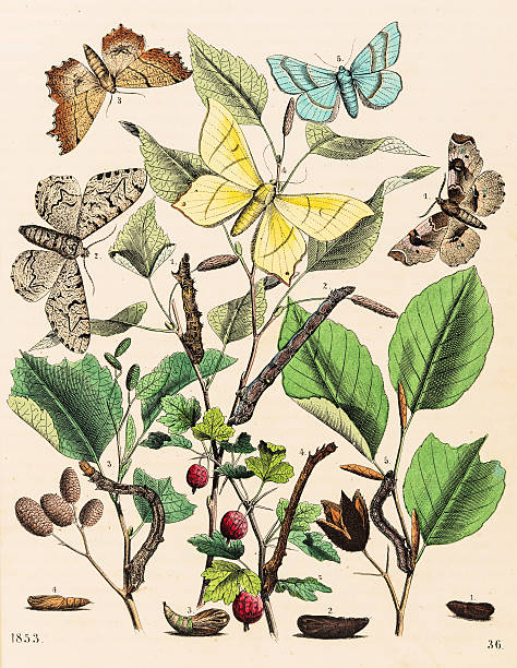 ilustrações de stock, clip art, desenhos animados e ícones de traças looper 1853 insectos (kit 1) - inchworm