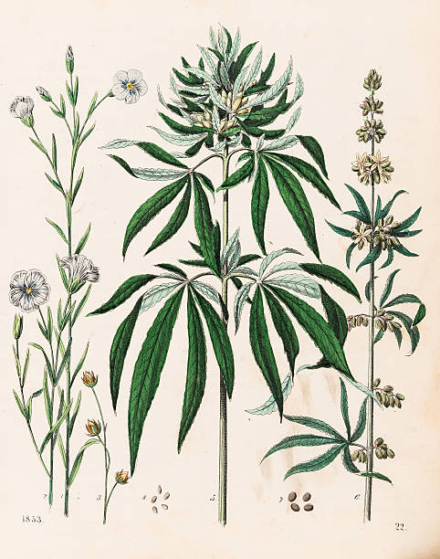 ilustracja roślin konopi indyjskich 1853 - common flax stock illustrations
