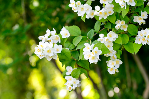 Beautiful Jasmine blossom close-up.