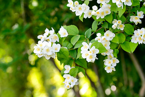 Jasmine blossom Beautiful Jasmine blossom close-up. jasmine stock pictures, royalty-free photos & images
