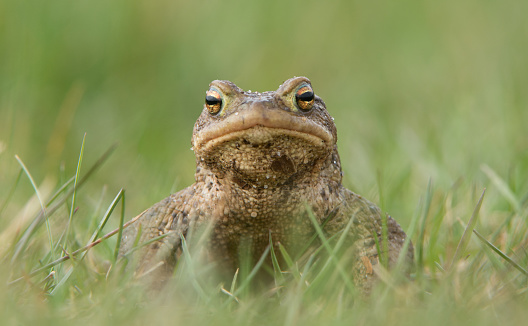 Symmetric image of a toad sitting on grass