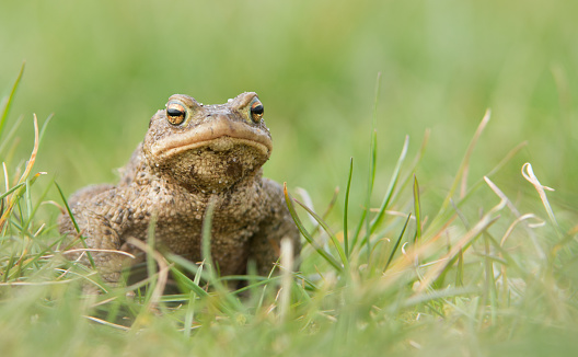 Toad sitting in high, green grass
