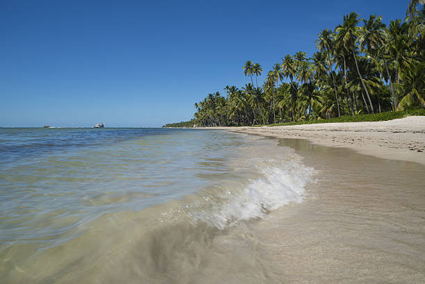 istock Tropical beach coast landscape with palm trees 542195570