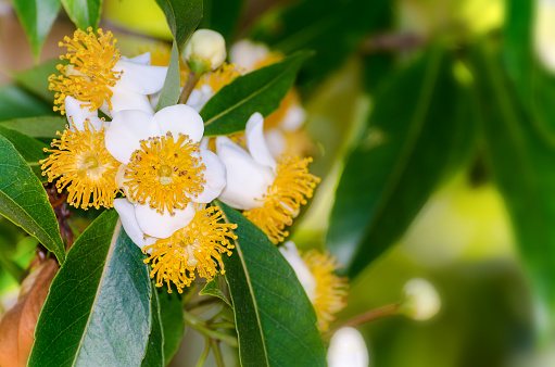 Group beautiful white flowers with yellow carpel on the tree of Calophyllum inophyllum or Alexandrian Laurel