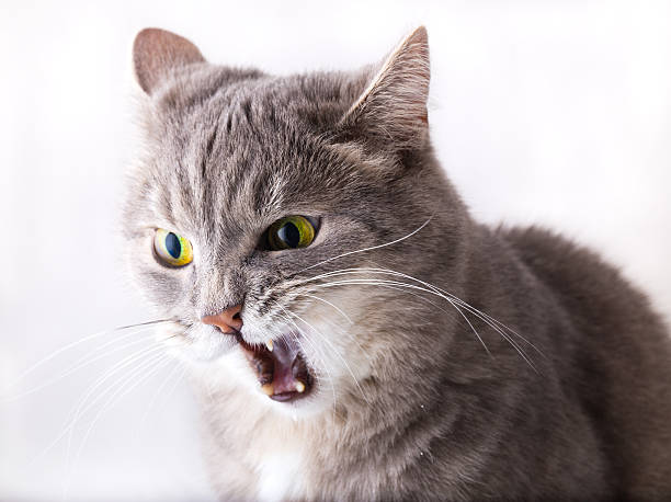 istock Gray angry cat with widely open mouth 542196316