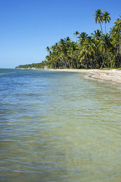 istock Tropical beach coast scenery with palm trees 542196736