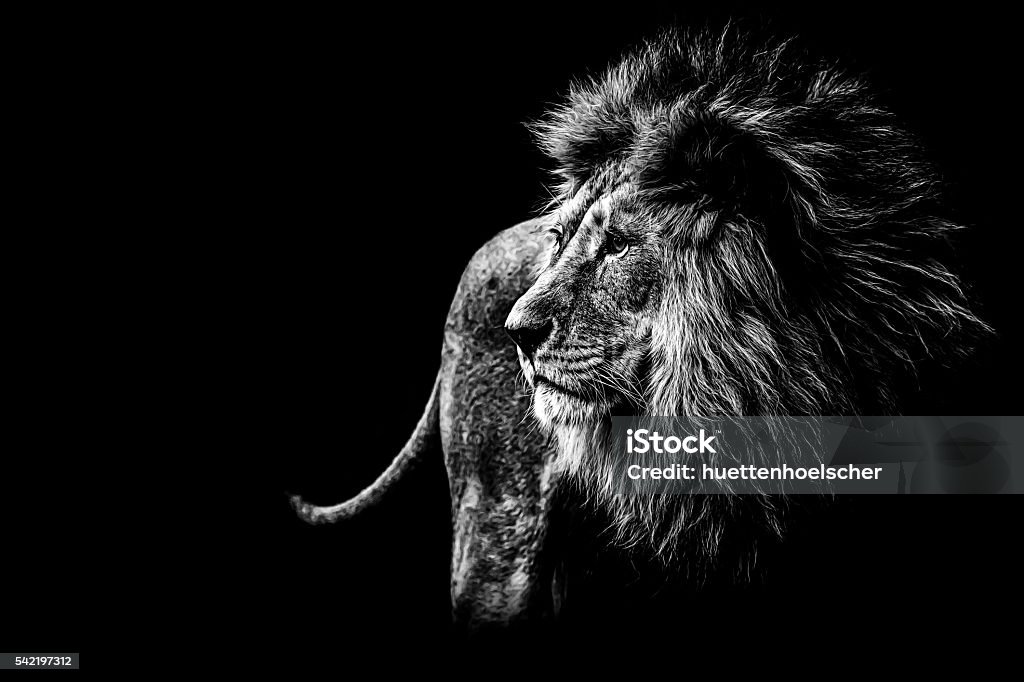 lion in black and white Lion - Feline Stock Photo