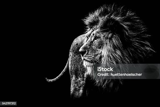 Lion In Black And White Stock Photo - Download Image Now - Lion - Feline, Black And White, Majestic