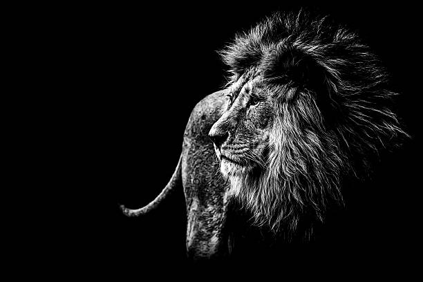 lion in black and white - undomesticated cat fotos imagens e fotografias de stock