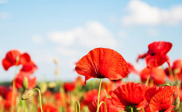 istock meadow with beautiful  red poppy flowers 542197496