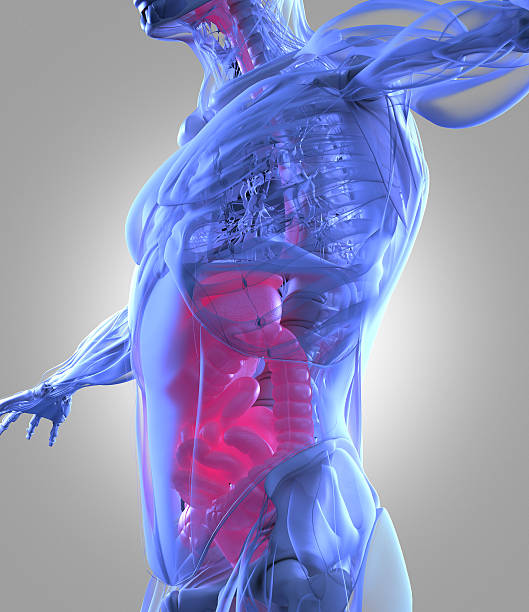 Digestive system, human anatomy, xray like futuristic scan. 3d illustration.
