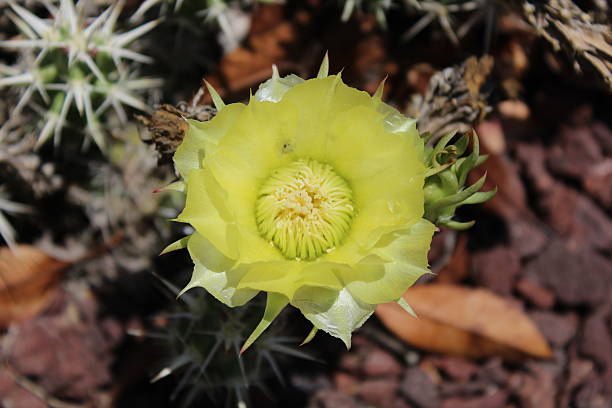 flor de cactus amarilla única - single flower flower desert new mexico fotografías e imágenes de stock