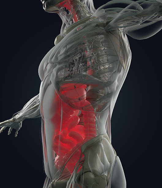 istock Digestive system, human anatomy, xray like futuristic scan. 3d illustration. 542198486