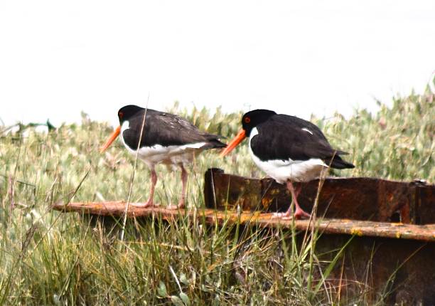 pair of ostercatchers