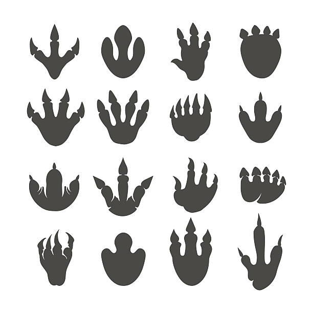 Vector reptile footprints or dinosaur tracks Vector reptile footprints. Dinosaur tracks vector black icons reptile feet stock illustrations