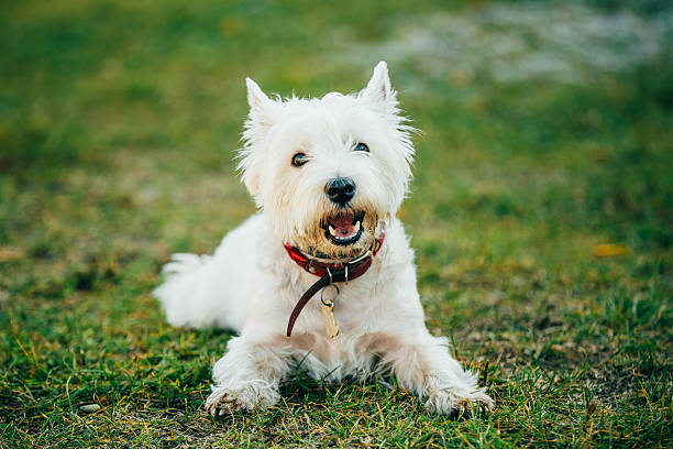 pequeno terrier branco west highland-westie, westy cachorro - westy - fotografias e filmes do acervo