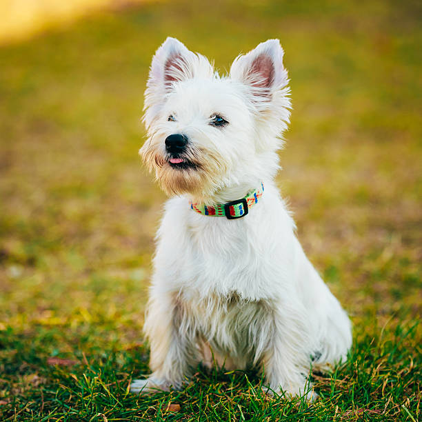 pequeno terrier branco west highland-westie, westy cachorro - westy - fotografias e filmes do acervo