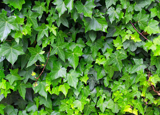 istock Green ivy leaves close up background. 542199772