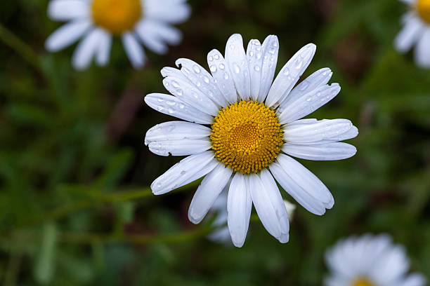 istock Dew drops on the daisy flower in the morning 542199810
